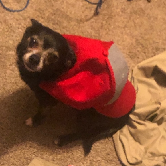 Meet your Posher, Sam - Picture 2 of 2